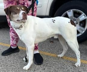 Enlarge Mav, a Adoptable Mixed Breed in Marengo, IL image 1/3