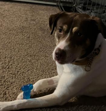 Enlarge Mav, a Adoptable Mixed Breed in Marengo, IL image 2/3