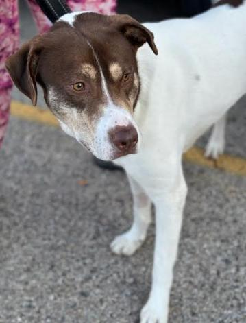 Enlarge Mav, a Adoptable Mixed Breed in Marengo, IL image 3/3