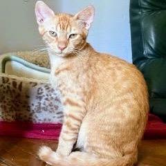 Enlarge Mel, a Adoptable Domestic Short Hair in Chapel Hill, NC image 1/3