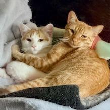 Mel, Adoptable, Young Male Domestic Short Hair.