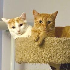 Mel, Adoptable, Young Male Domestic Short Hair.
