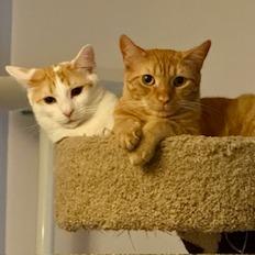 Enlarge Mel, a Adoptable Domestic Short Hair in Chapel Hill, NC image 2/3