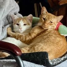 Enlarge Mel, a Adoptable Domestic Short Hair in Chapel Hill, NC image 3/3