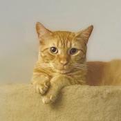 Enlarge Mel, a Adoptable Domestic Short Hair in Chapel Hill, NC image 3/3