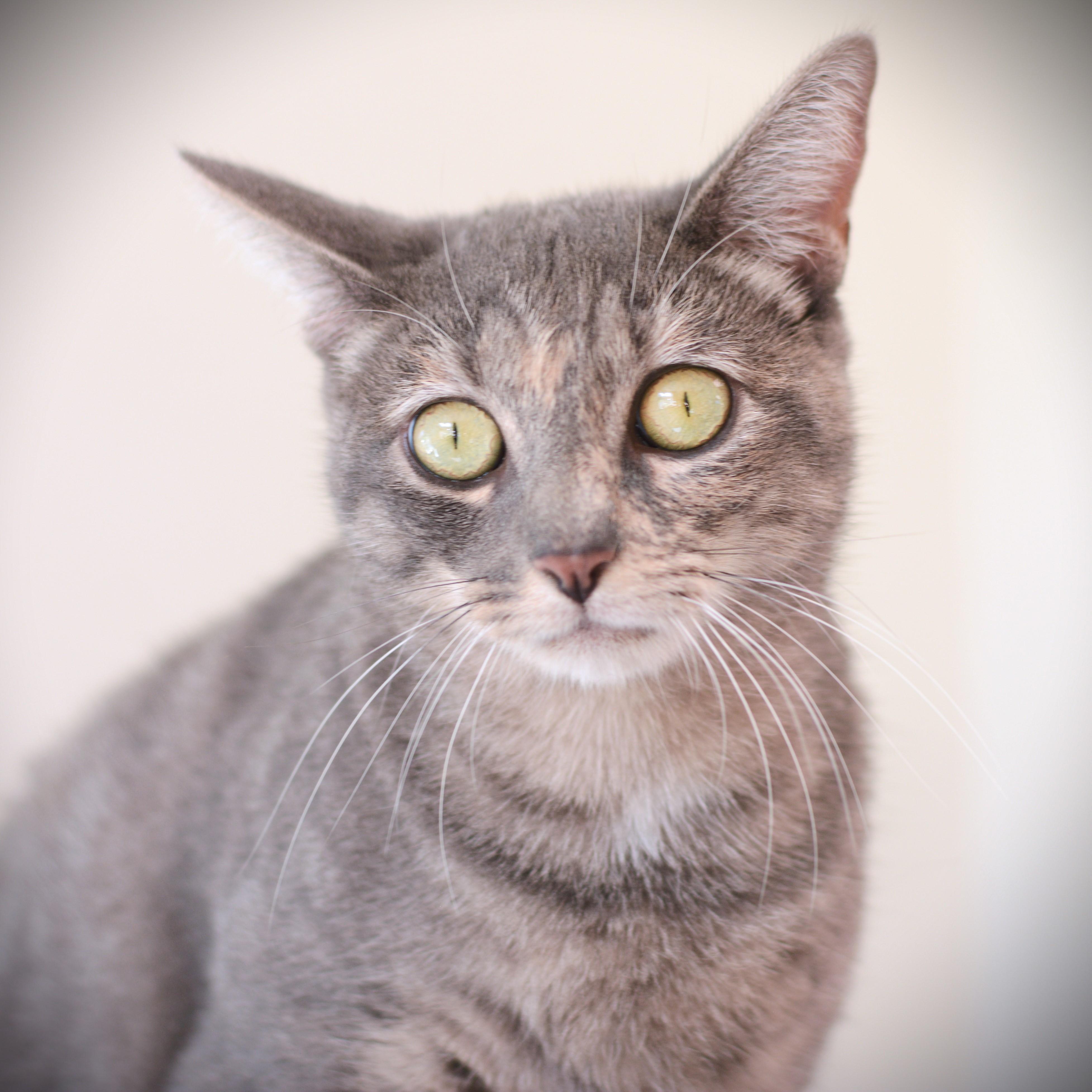 Enlarge Sweet Pea, a Adoptable Domestic Short Hair in Amsterdam, NY image 1/1