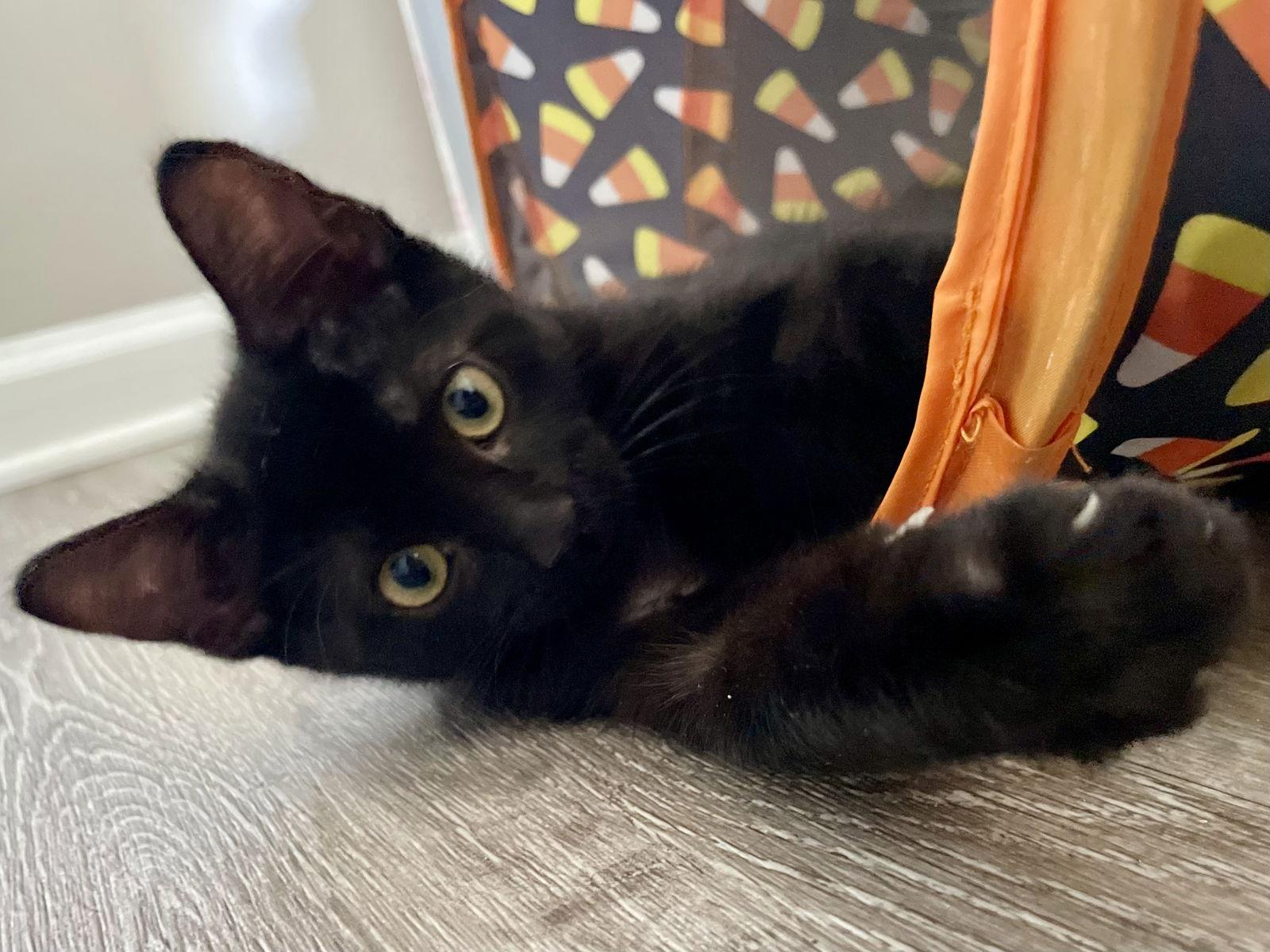 Macy, Adopted, Kitten Female Domestic Short Hair.