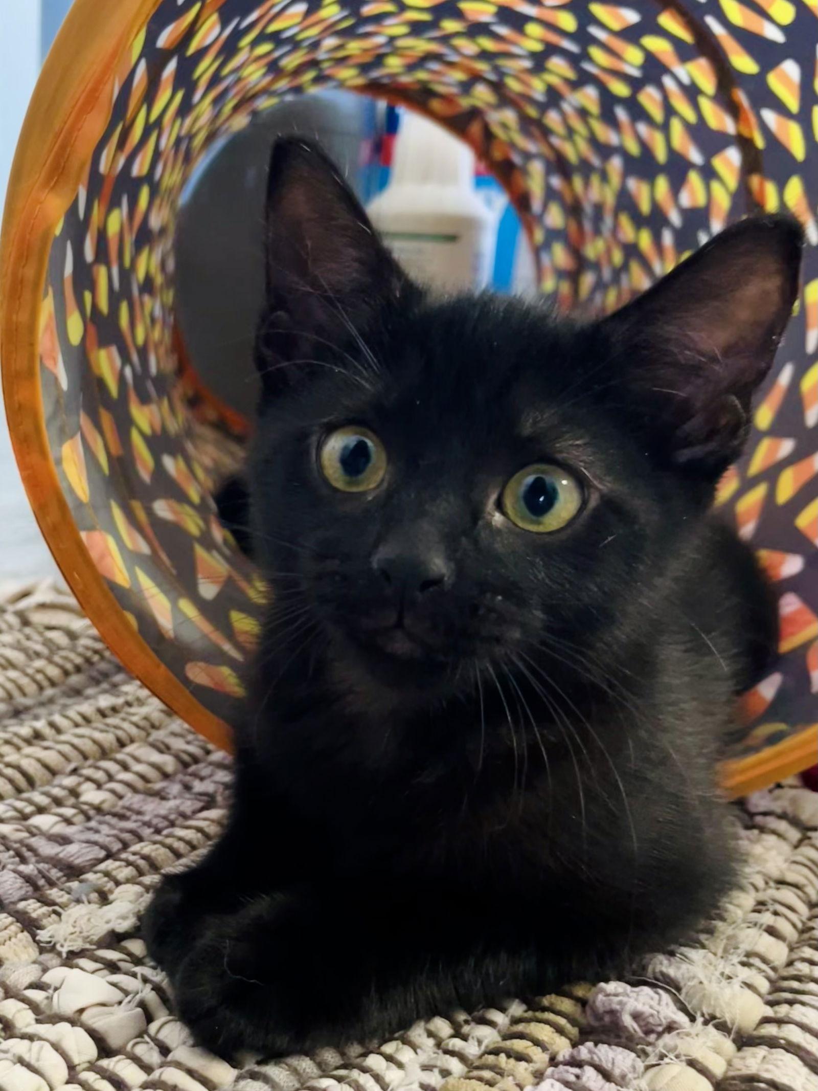 Enlarge Macy, a Adopted Domestic Short Hair in Orlando, FL image 3/3