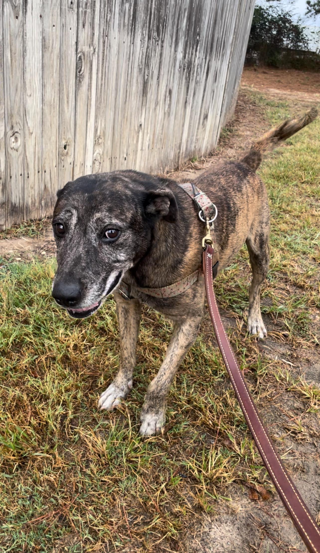 Enlarge Cranjis, a Adoptable mixed breed in Tyler, TX image 2/2