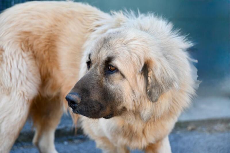 Nicko, Adoptable, Young Male Anatolian Shepherd & Pyrenean Shepherd.