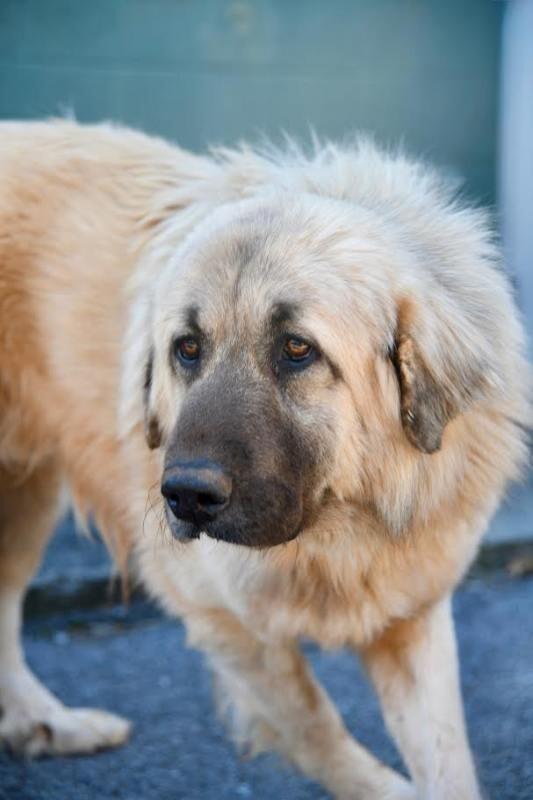 Enlarge Nicko, a Adoptable mixed breed in Maryville, TN image 2/5