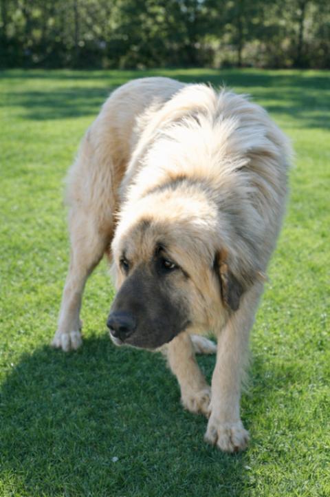 Enlarge Nicko, a Adoptable mixed breed in Maryville, TN image 3/5