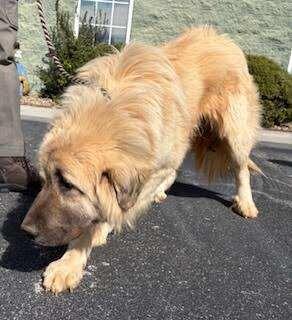 Enlarge Nicko, a Adoptable mixed breed in Maryville, TN image 4/5
