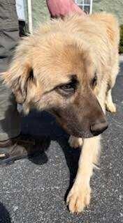 Enlarge Nicko, a Adoptable mixed breed in Maryville, TN image 5/5