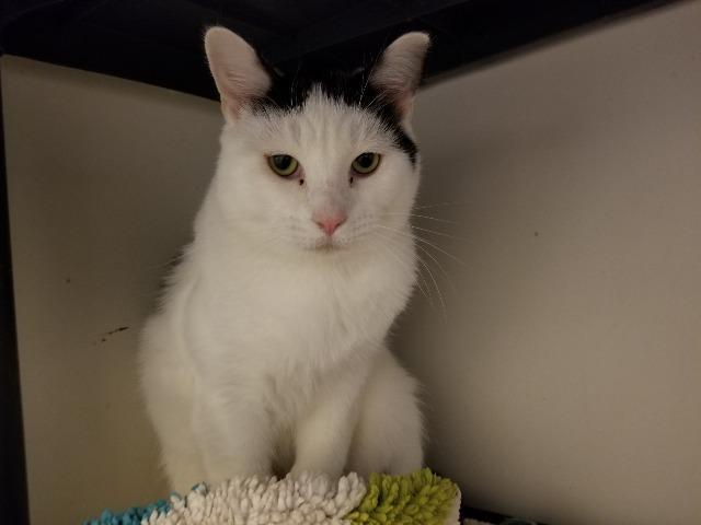 Enlarge Teddy, a Adoptable mixed breed in Bourbonnais, IL image 1/2