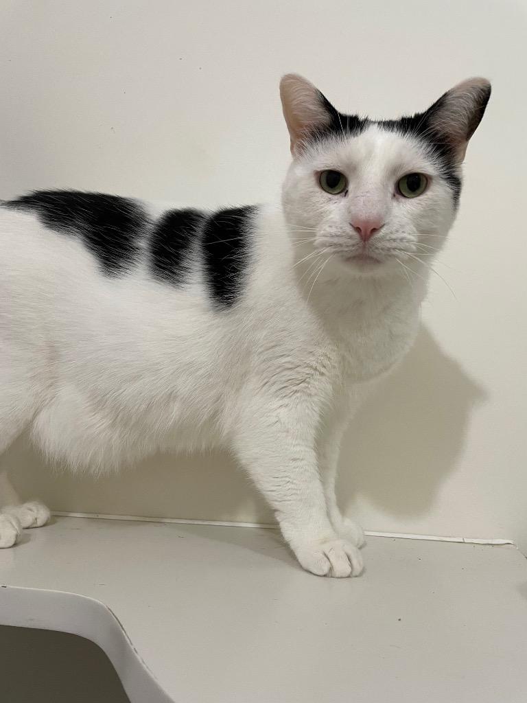 Enlarge Teddy, a Adoptable mixed breed in Bourbonnais, IL image 2/2