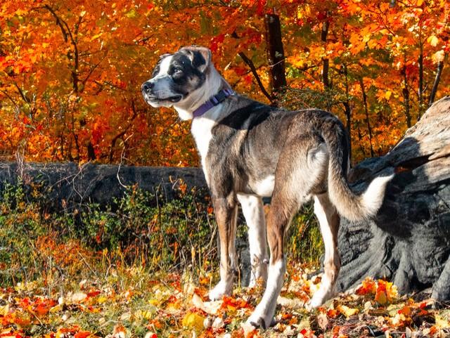 Radar, a Adoptable mixed breed in San Andreas, CA image 1/3