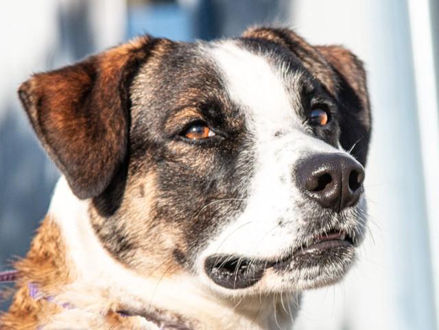 Radar, a Adoptable mixed breed in San Andreas, CA image 2/3