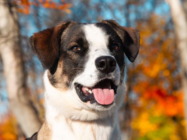 Radar, a Adoptable mixed breed in San Andreas, CA image 3/3