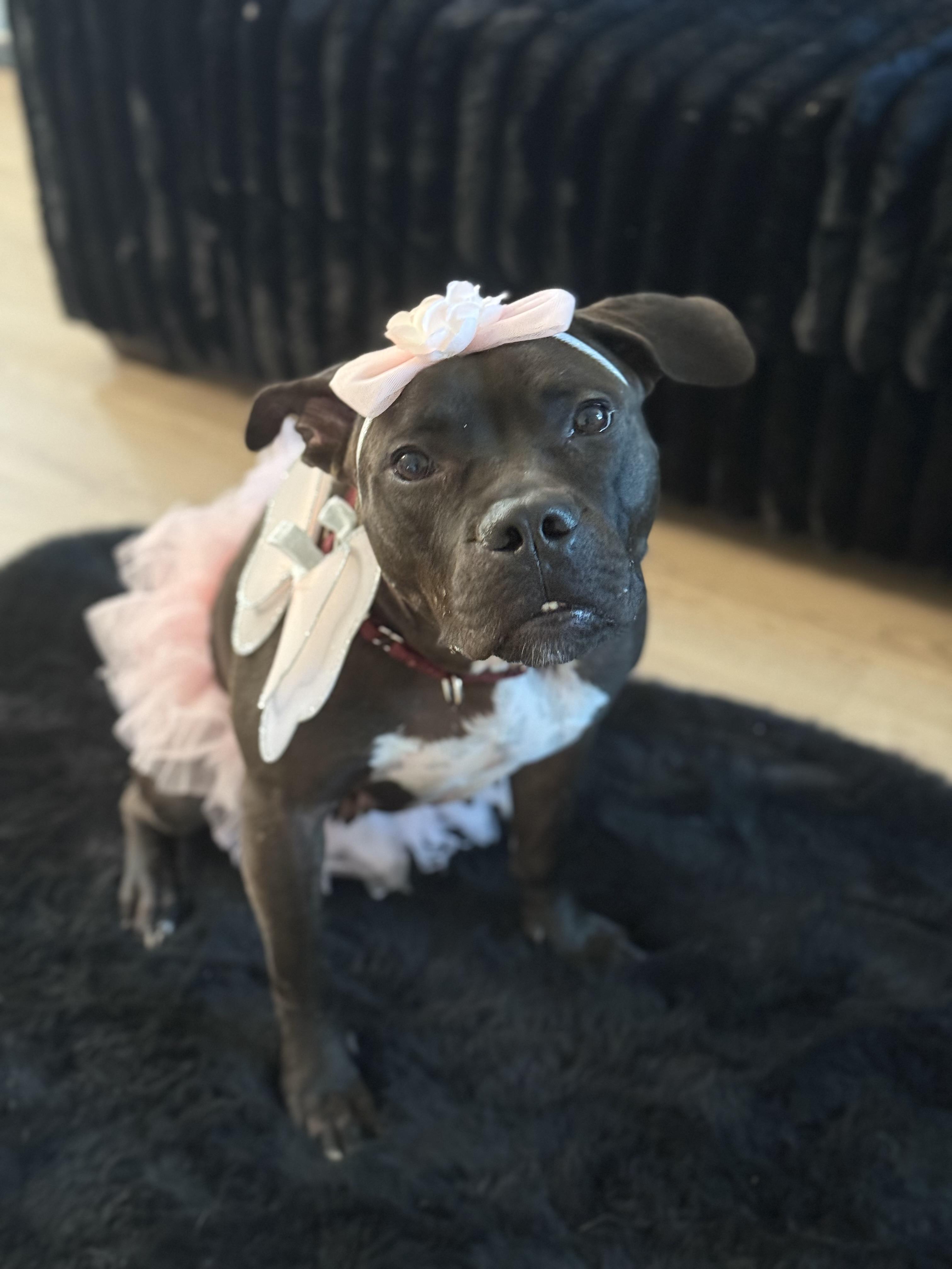 Pickles, a Adoptable Pit Bull Terrier in Dallas, TX image 2/6