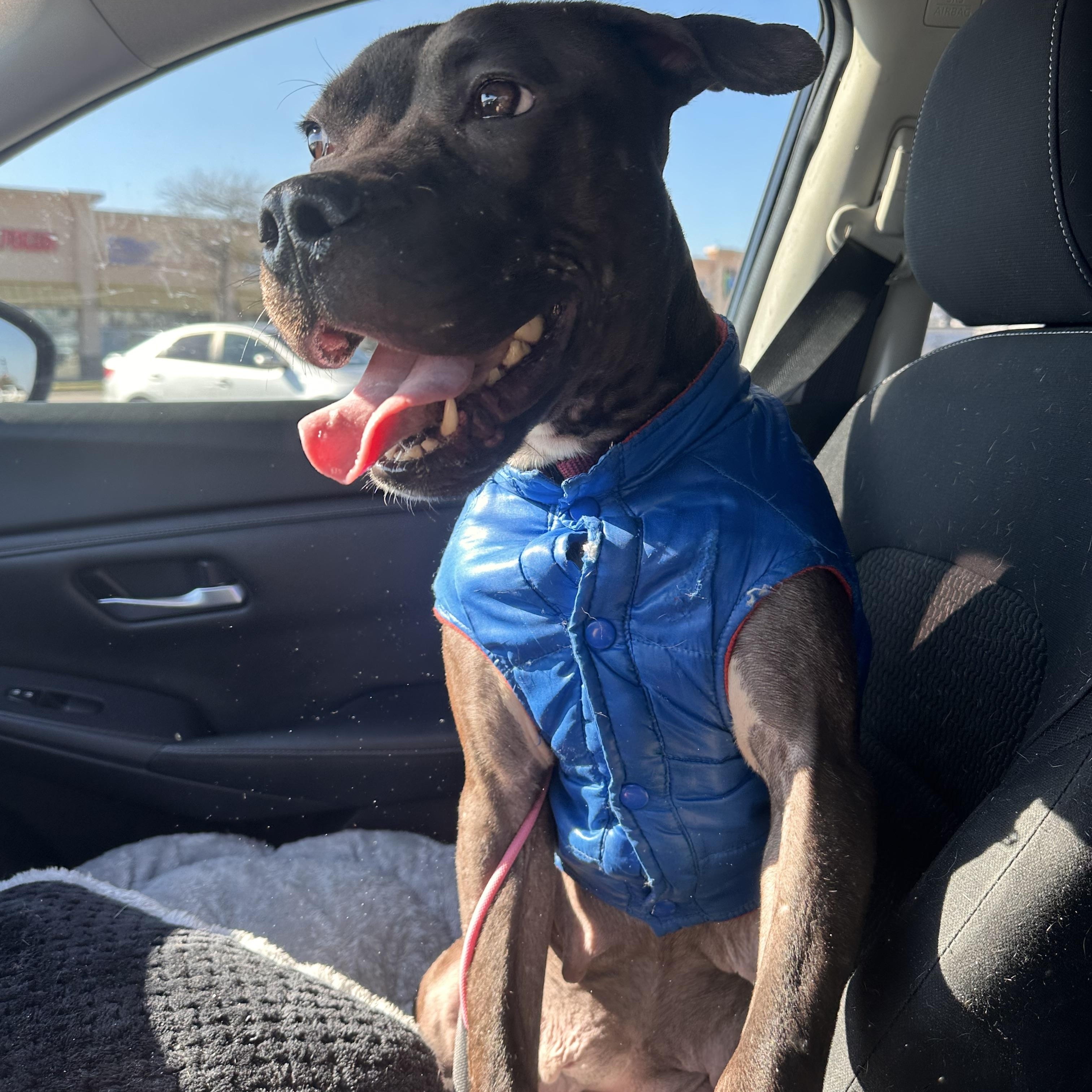 Pickles, a Adoptable Pit Bull Terrier in Dallas, TX image 3/6