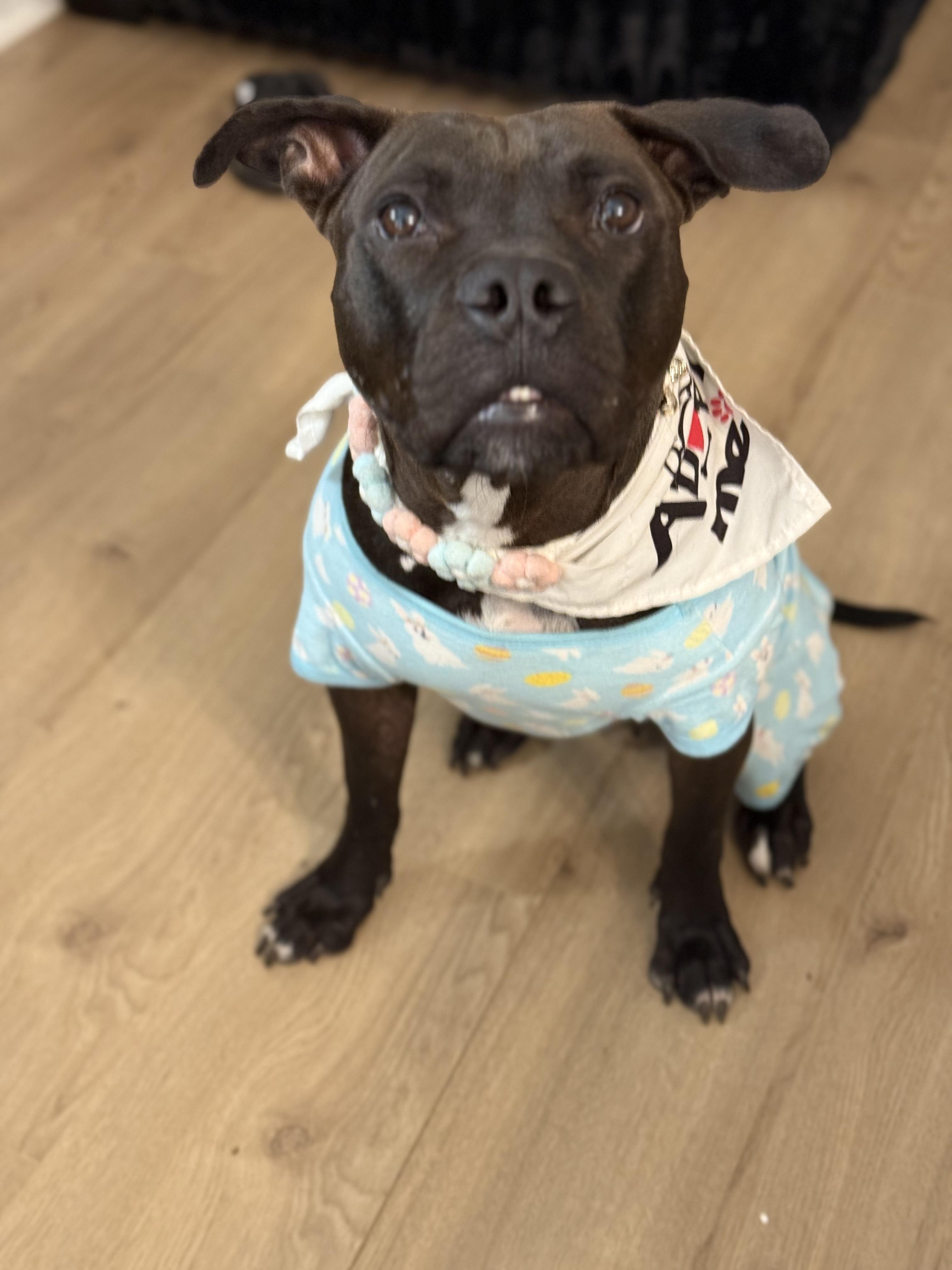 Pickles, a Adoptable Pit Bull Terrier in Dallas, TX image 6/6