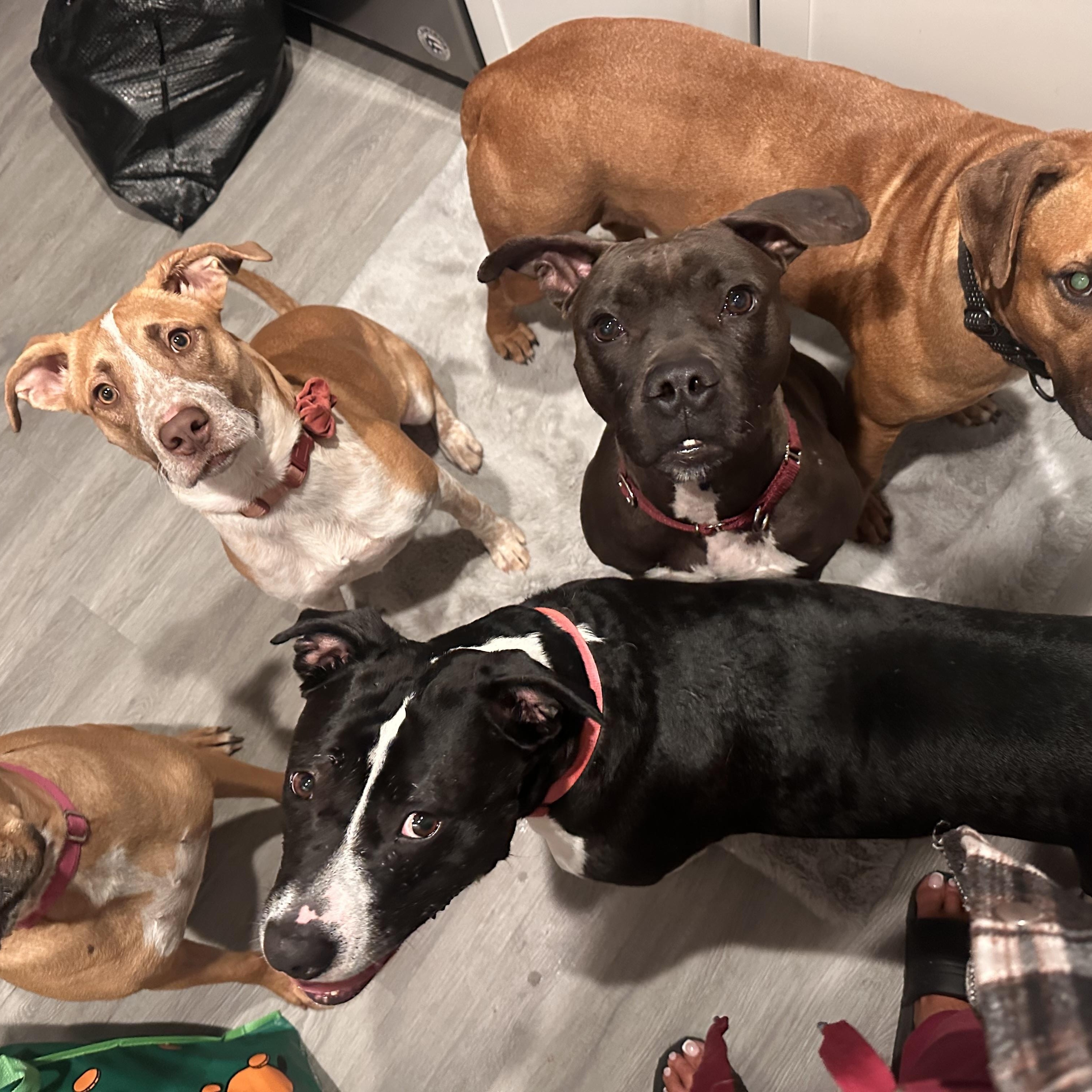 Pickles, a Adoptable Pit Bull Terrier in Dallas, TX image 4/6