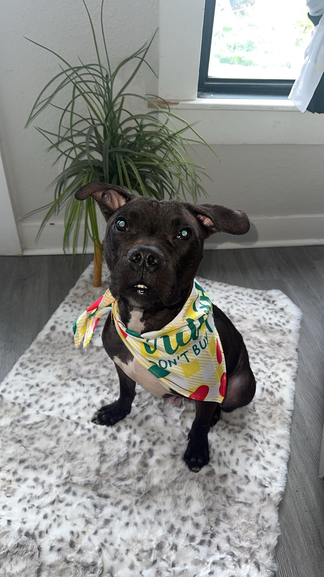 Pickles, a Adoptable Pit Bull Terrier in Dallas, TX image 5/6