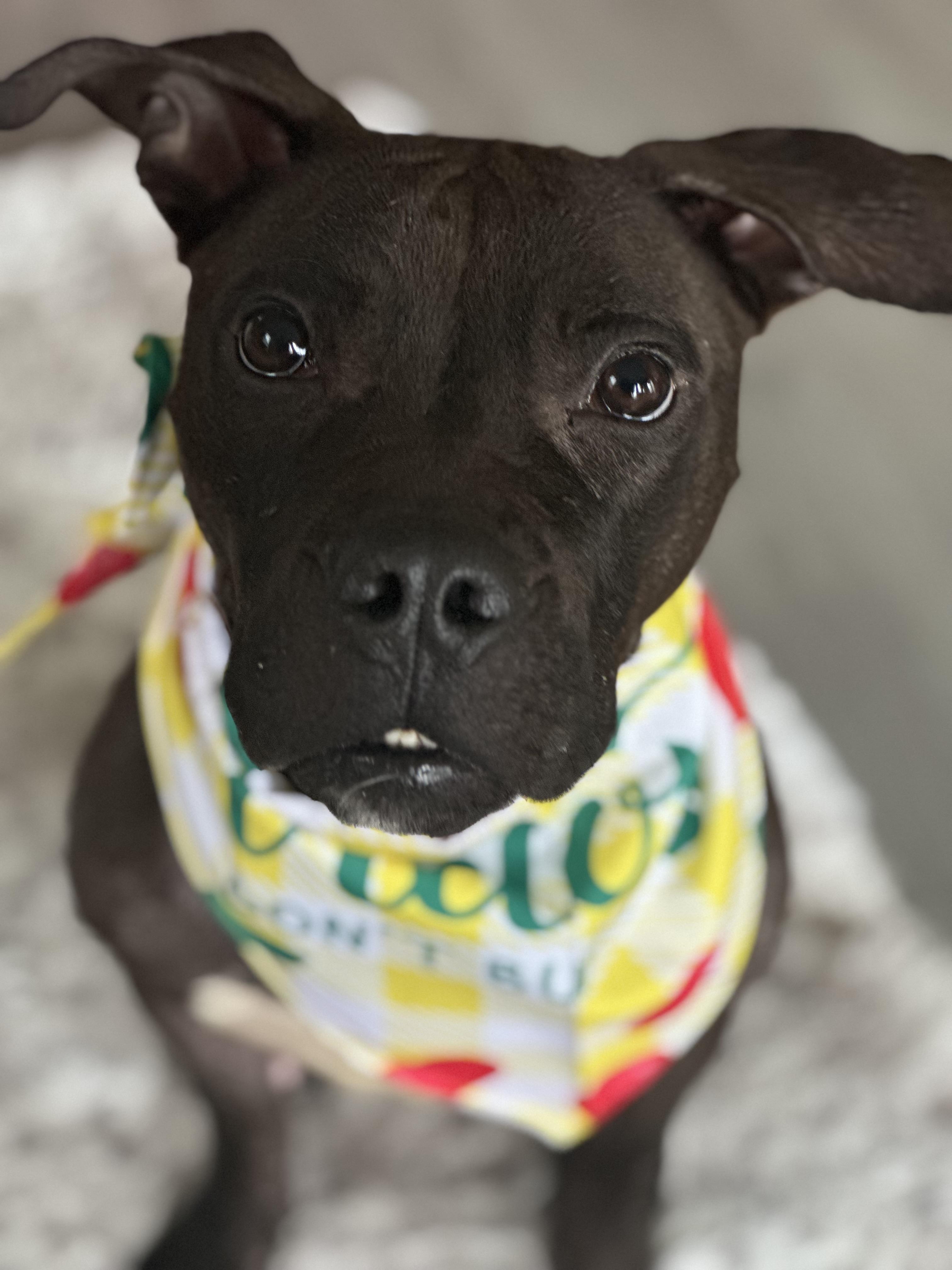 Pickles, Adoptable, Adult Female Pit Bull Terrier.
