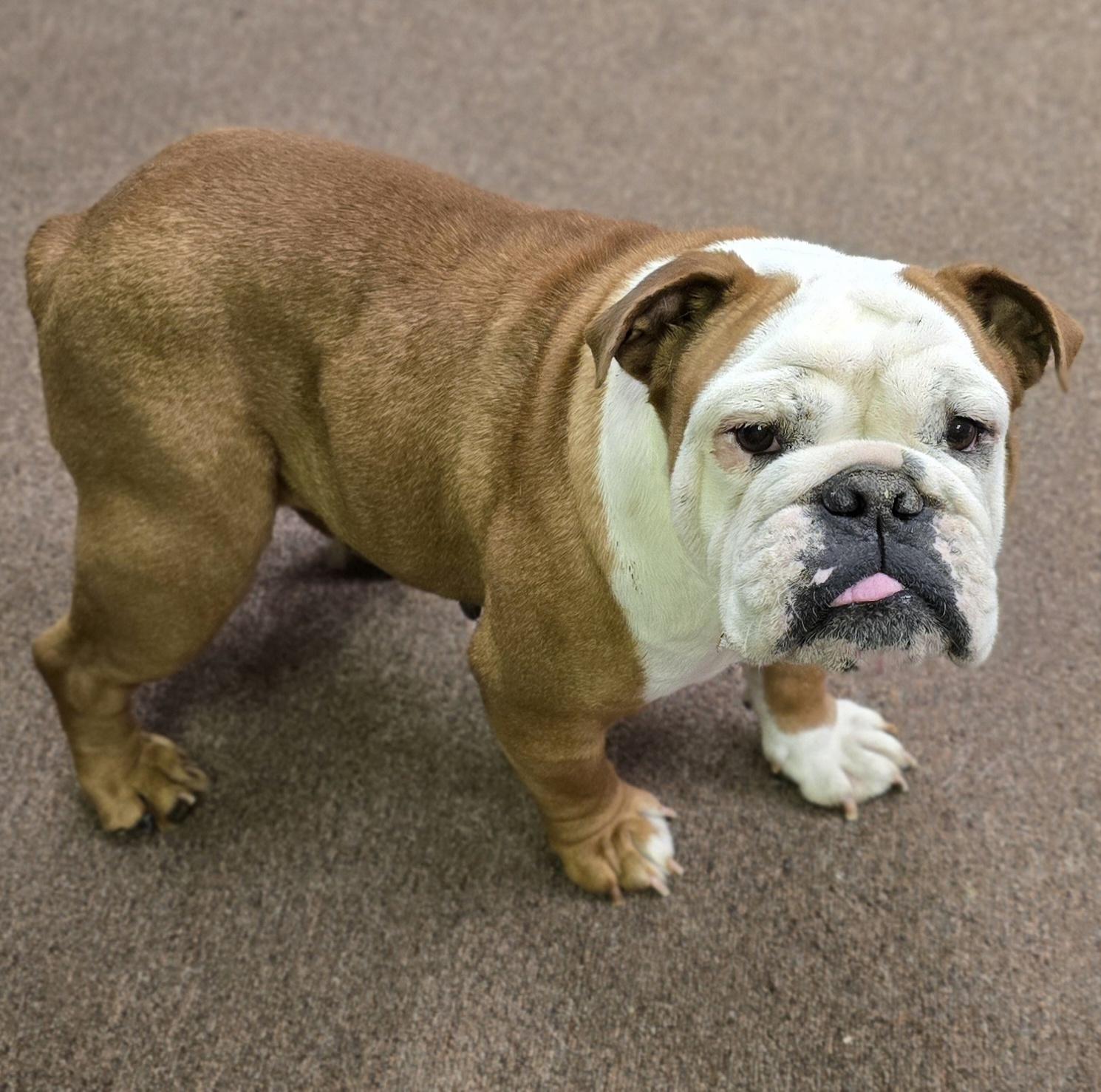Gina, Adoptable, Adult Female English Bulldog.