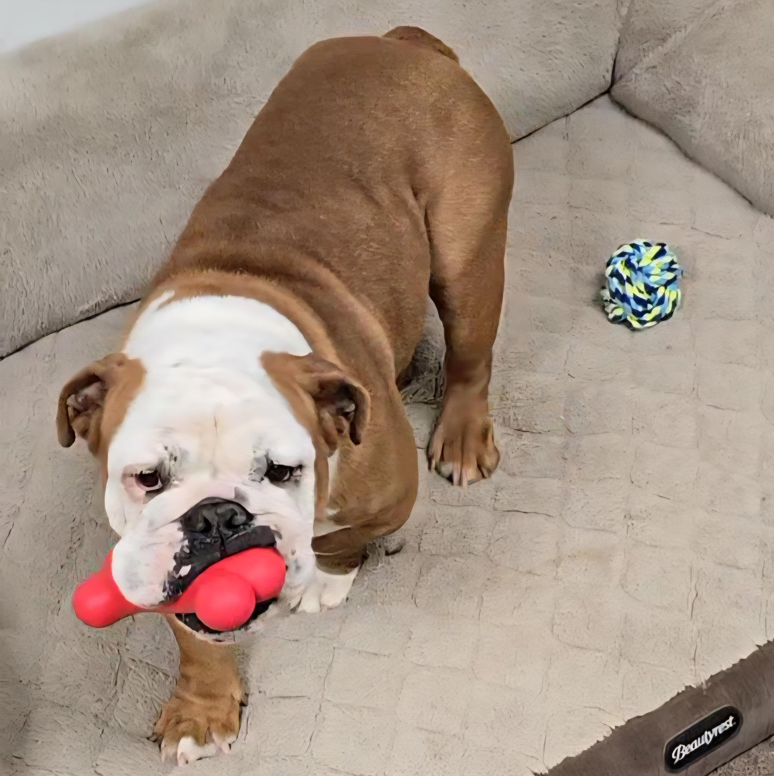 Gina, a Adoptable English Bulldog in LaGrange, IN image 3/5