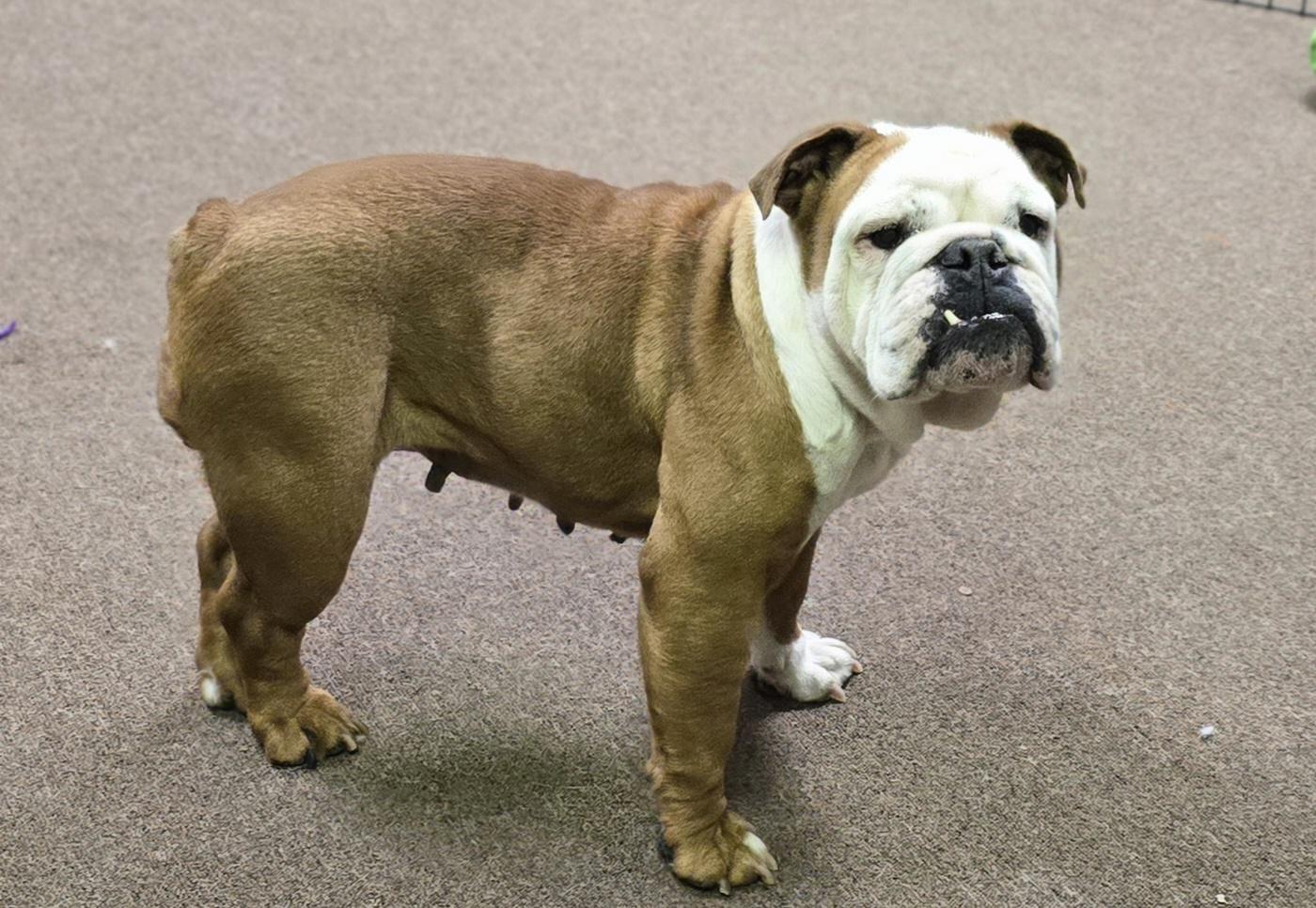 Gina, a Adoptable English Bulldog in LaGrange, IN image 4/5