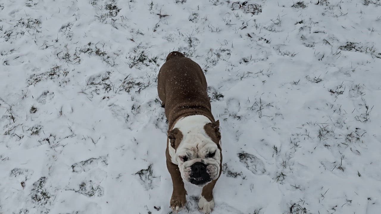 Enlarge Gina, a Adoptable English Bulldog in LaGrange, IN video 5/5