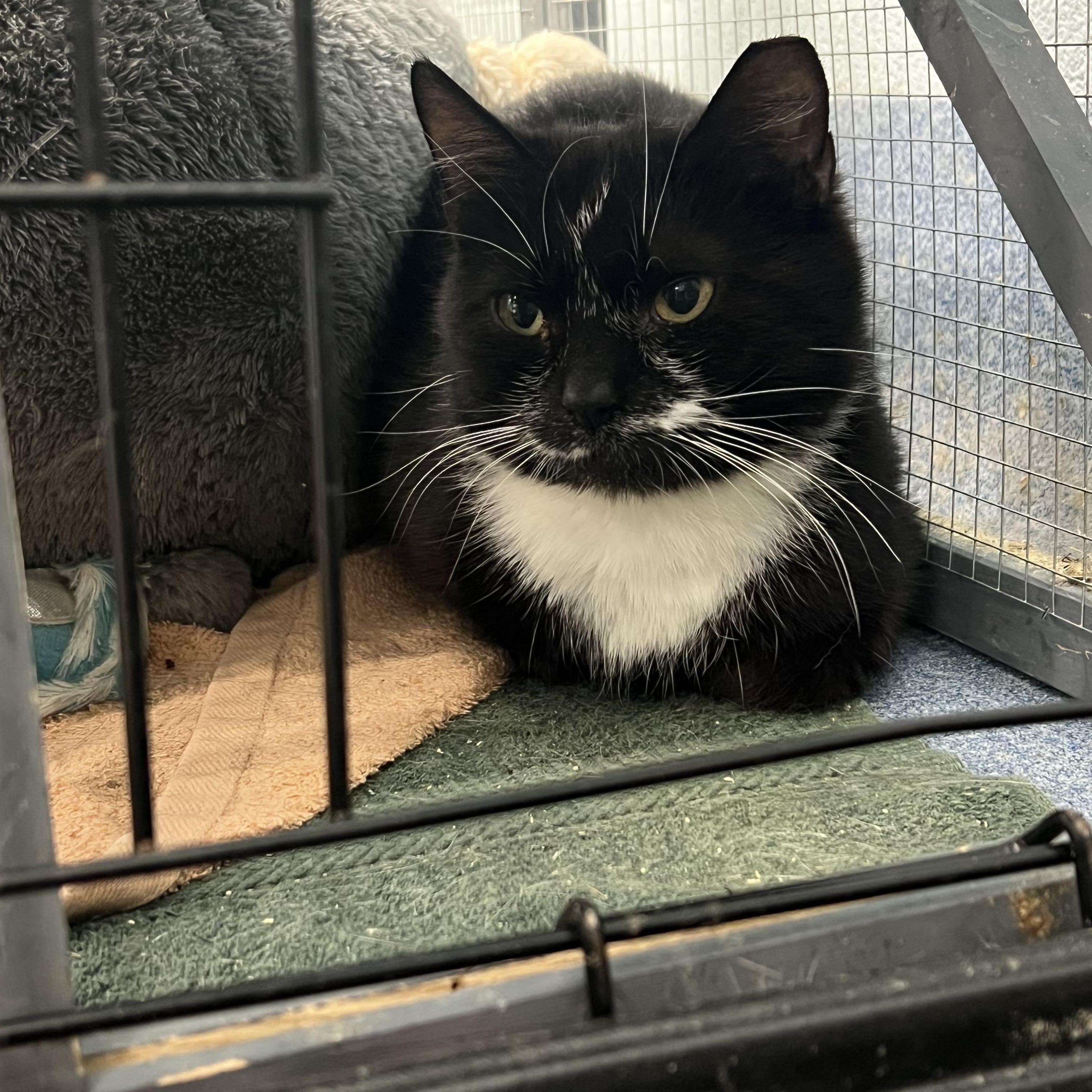 Contrast (working cat) *Adoption fee sponsored*, Adoptable, Young Female Domestic Short Hair.