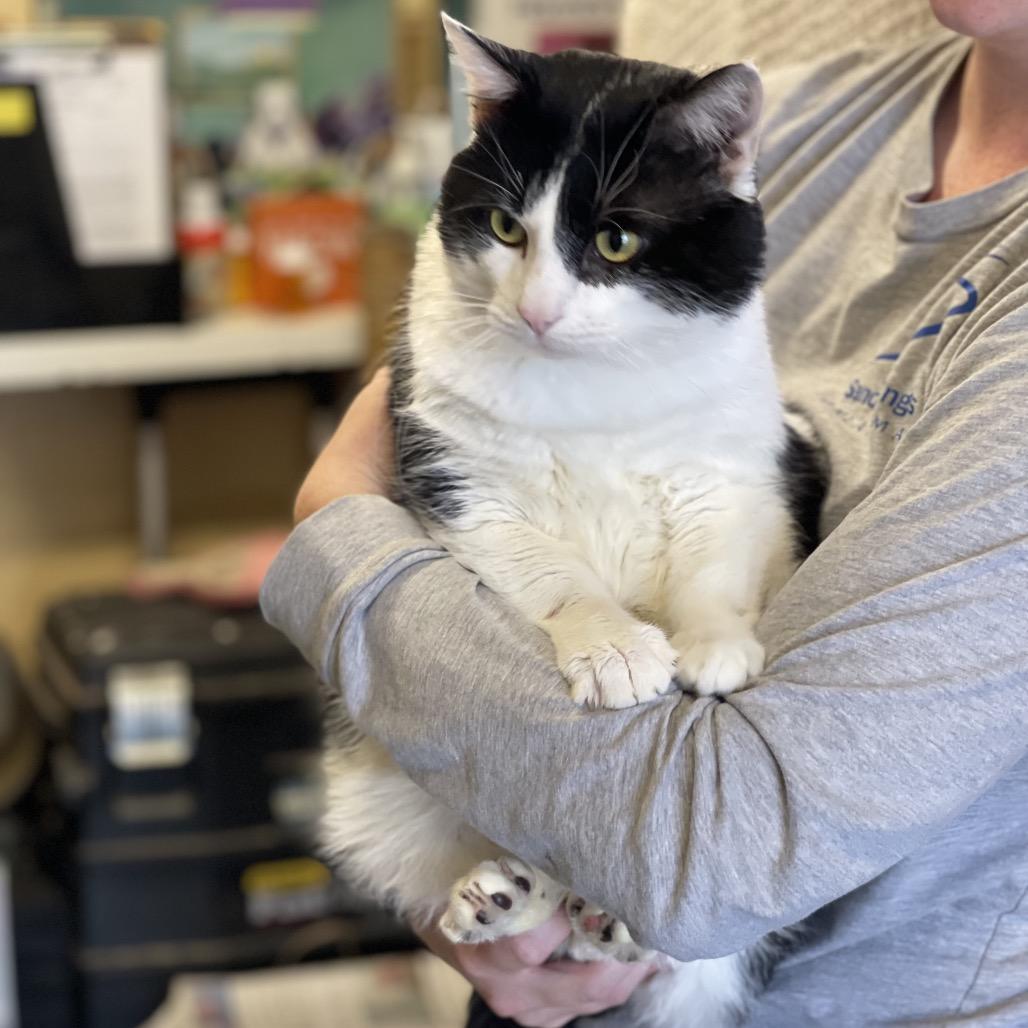 Jupiter, Adoptable, Adult Male Domestic Short Hair.