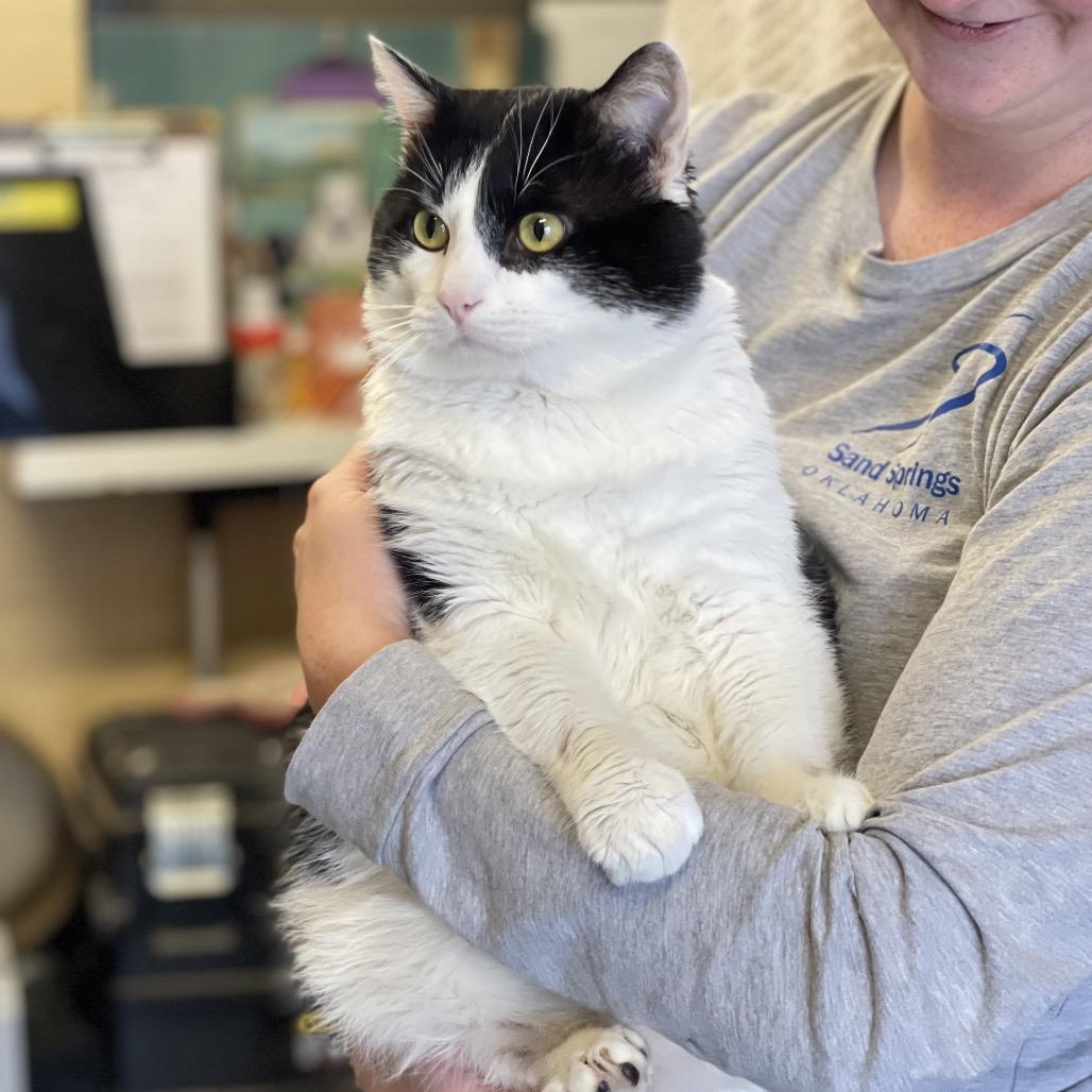 Enlarge Jupiter, a Adoptable Domestic Short Hair in Tulsa, OK image 2/6