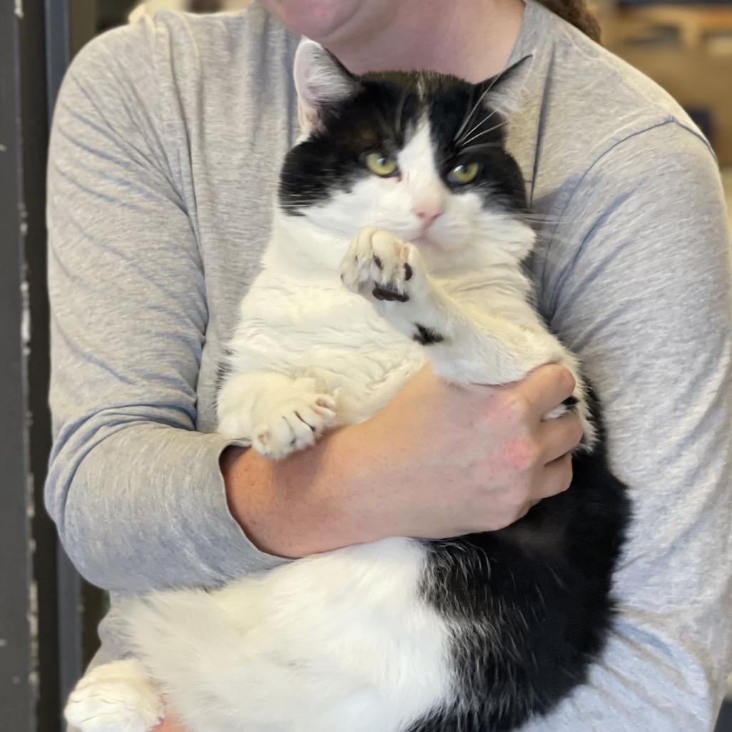 Enlarge Jupiter, a Adoptable Domestic Short Hair in Tulsa, OK image 3/6