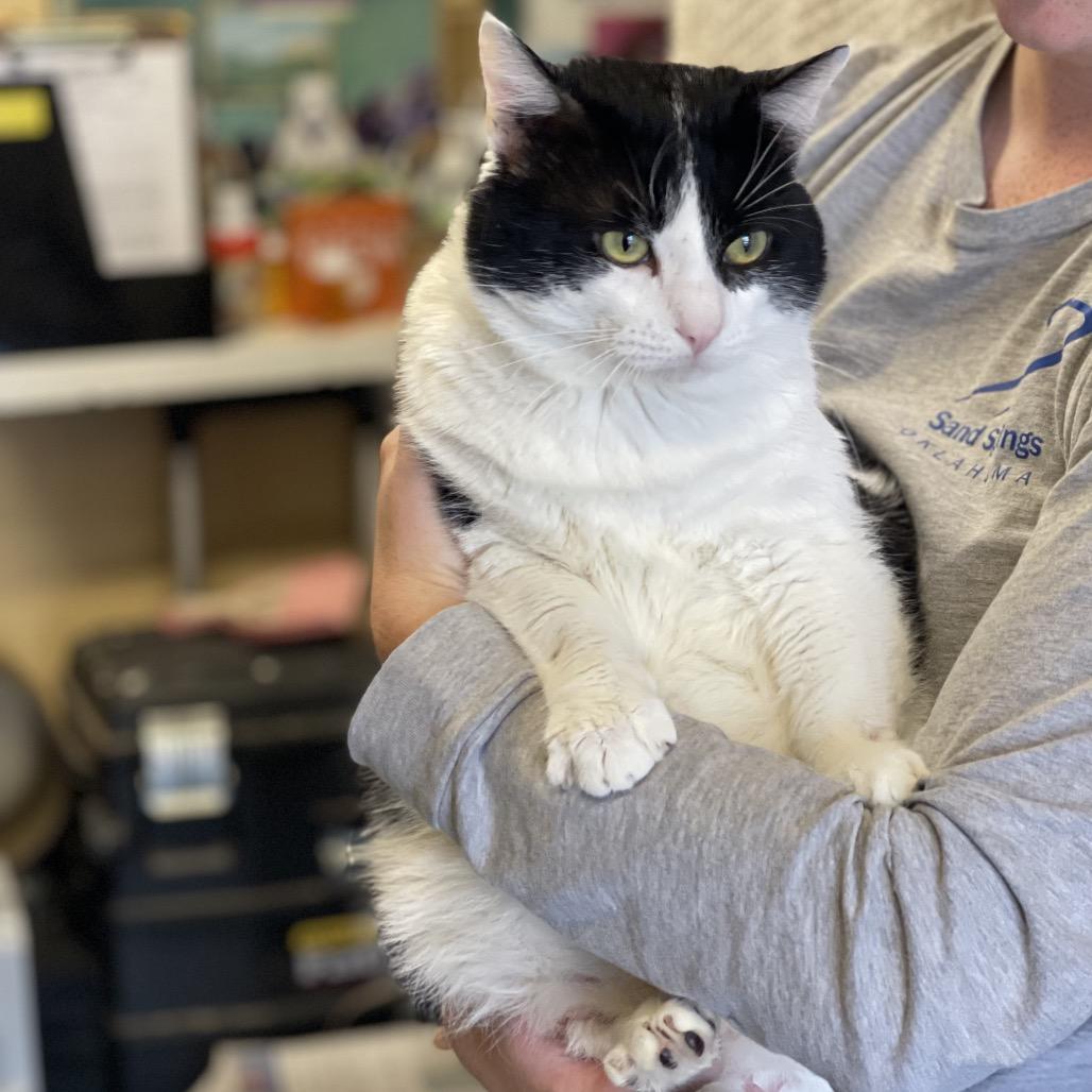 Enlarge Jupiter, a Adoptable Domestic Short Hair in Tulsa, OK image 4/6