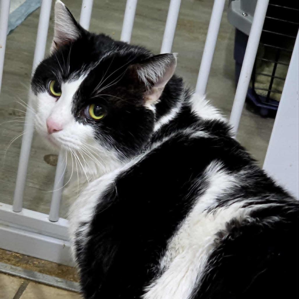 Enlarge Jupiter, a Adoptable Domestic Short Hair in Tulsa, OK image 5/6