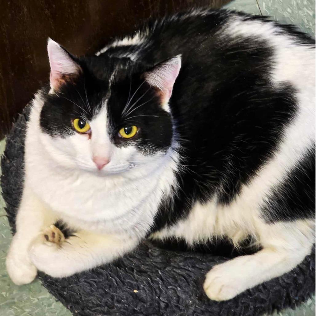 Enlarge Jupiter, a Adoptable Domestic Short Hair in Tulsa, OK image 6/6
