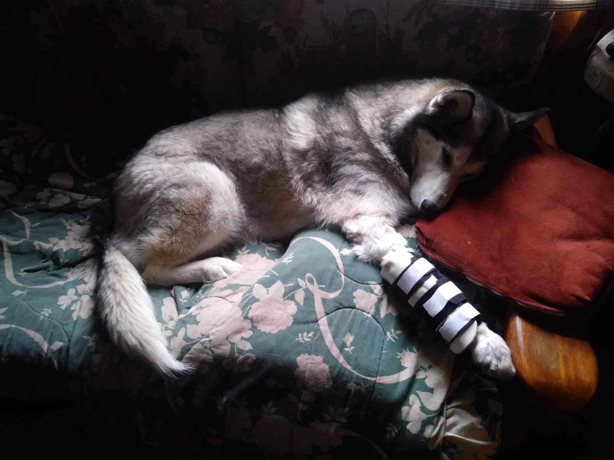 Enlarge Chica, a Adoptable Husky in Kimberley, BC image 2/6