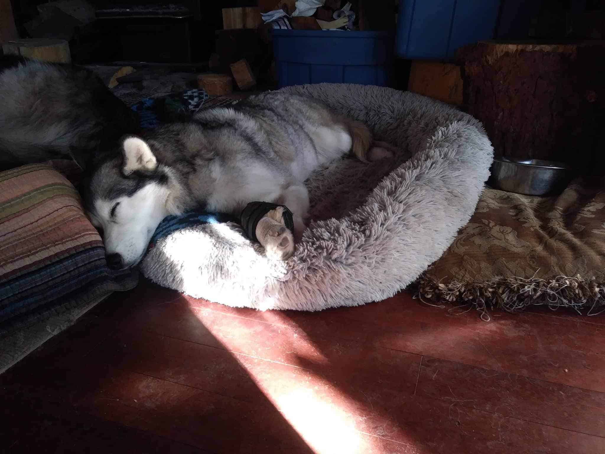 Enlarge Chica, a Adoptable Husky in Kimberley, BC image 4/6