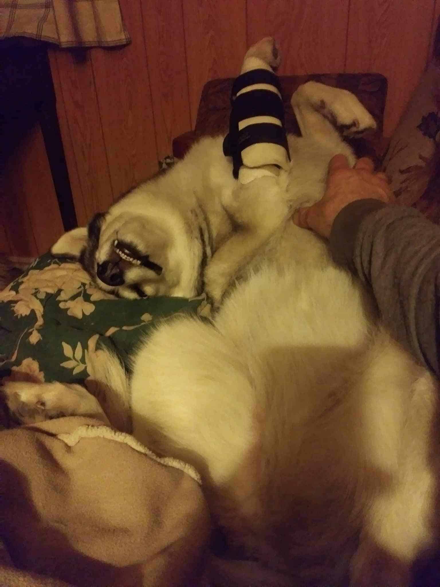 Chica, Adoptable, Adult Female Husky.