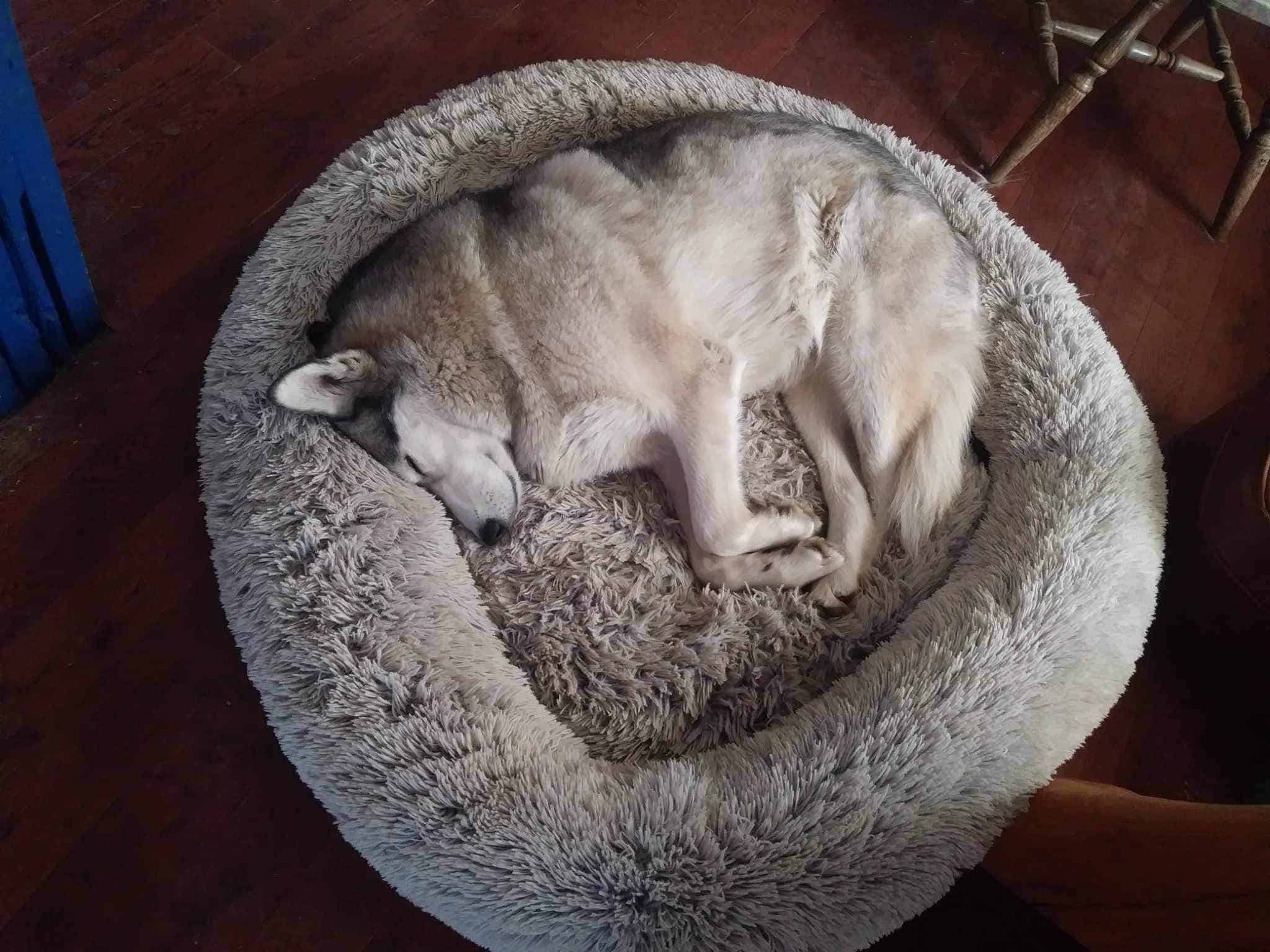 Enlarge Chica, a Adoptable Husky in Kimberley, BC image 6/6