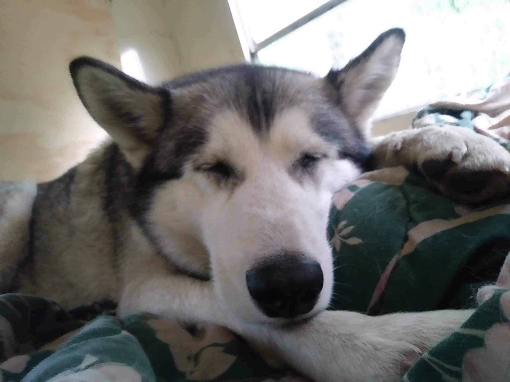 Enlarge Chica, a Adoptable Husky in Kimberley, BC image 5/6