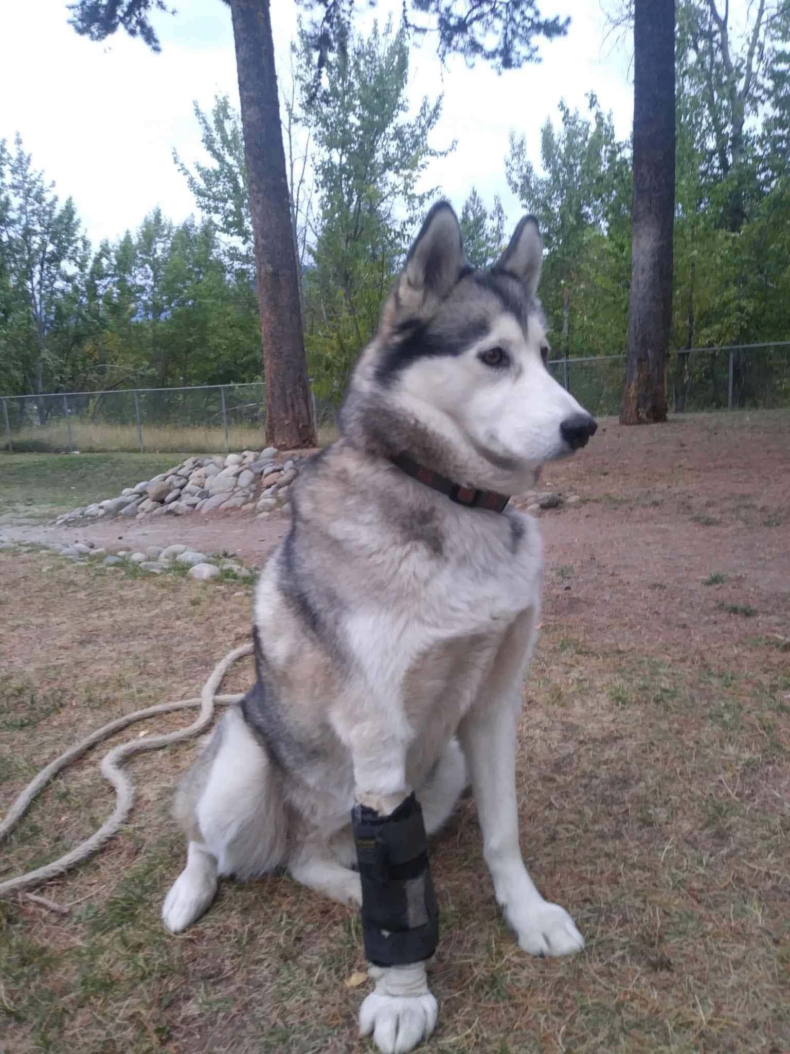 Enlarge Chica, a Adoptable Husky in Kimberley, BC image 3/6