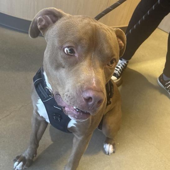 Enlarge Cognac, a Adoptable Pit Bull Terrier in Baltimore, MD image 1/1