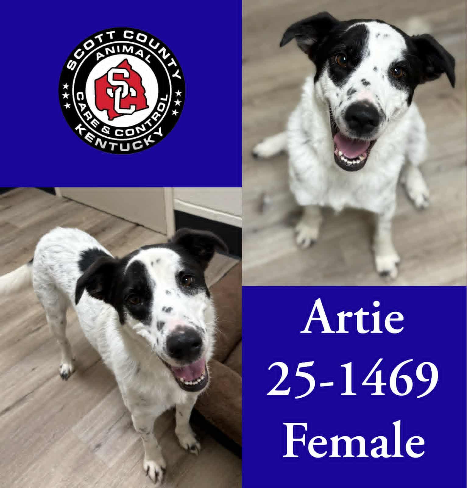 Artie, Adoptable, Adult Female Border Collie.