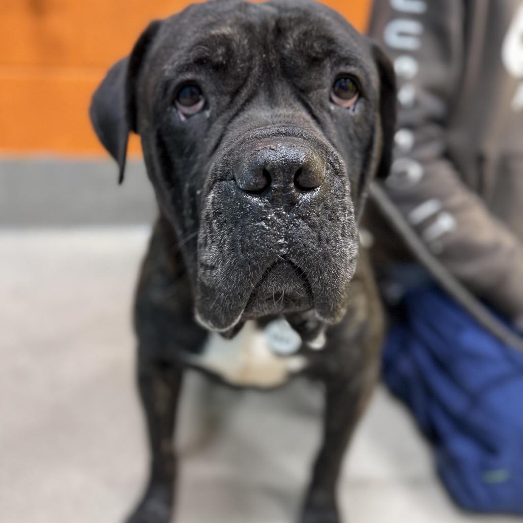 Ribeye, Adoptable, Young Male Cane Corso.