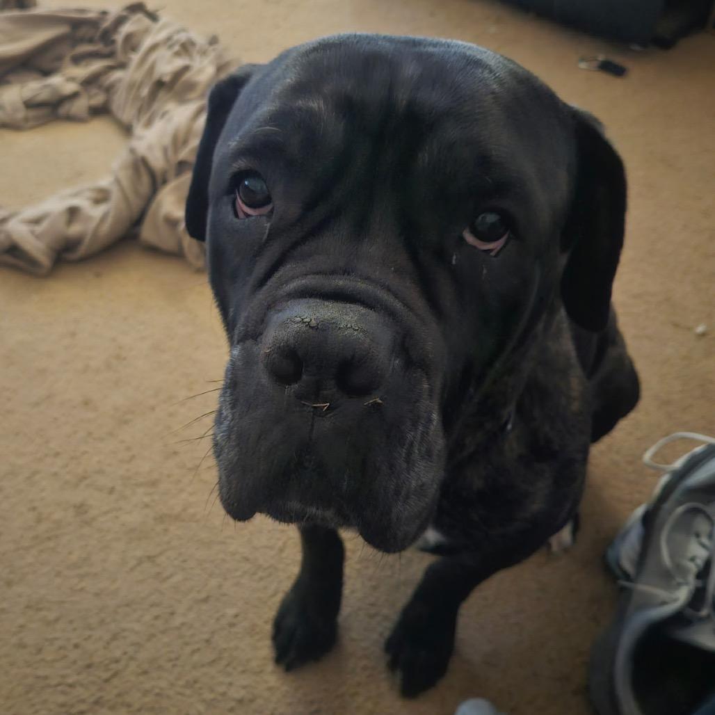 Enlarge Ribeye, a Adoptable Cane Corso in manchester, PA image 2/6